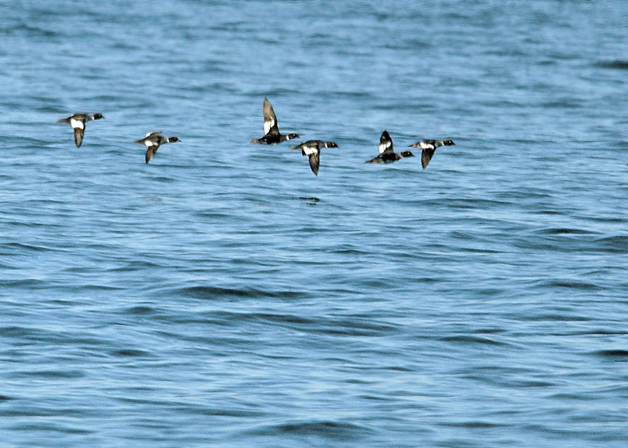 Common Goldeneye