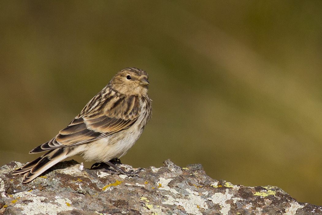 Twite