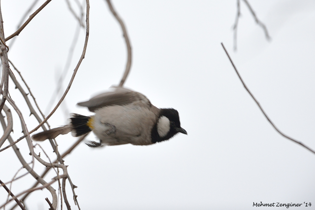 White-eared Bulbul