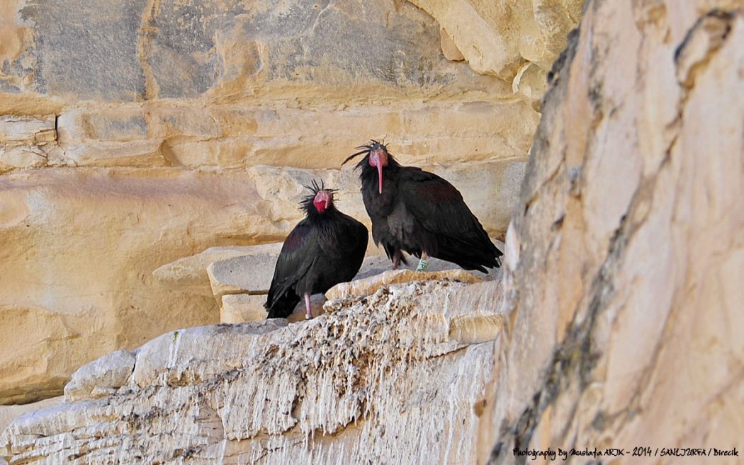Northern Bald Ibis
