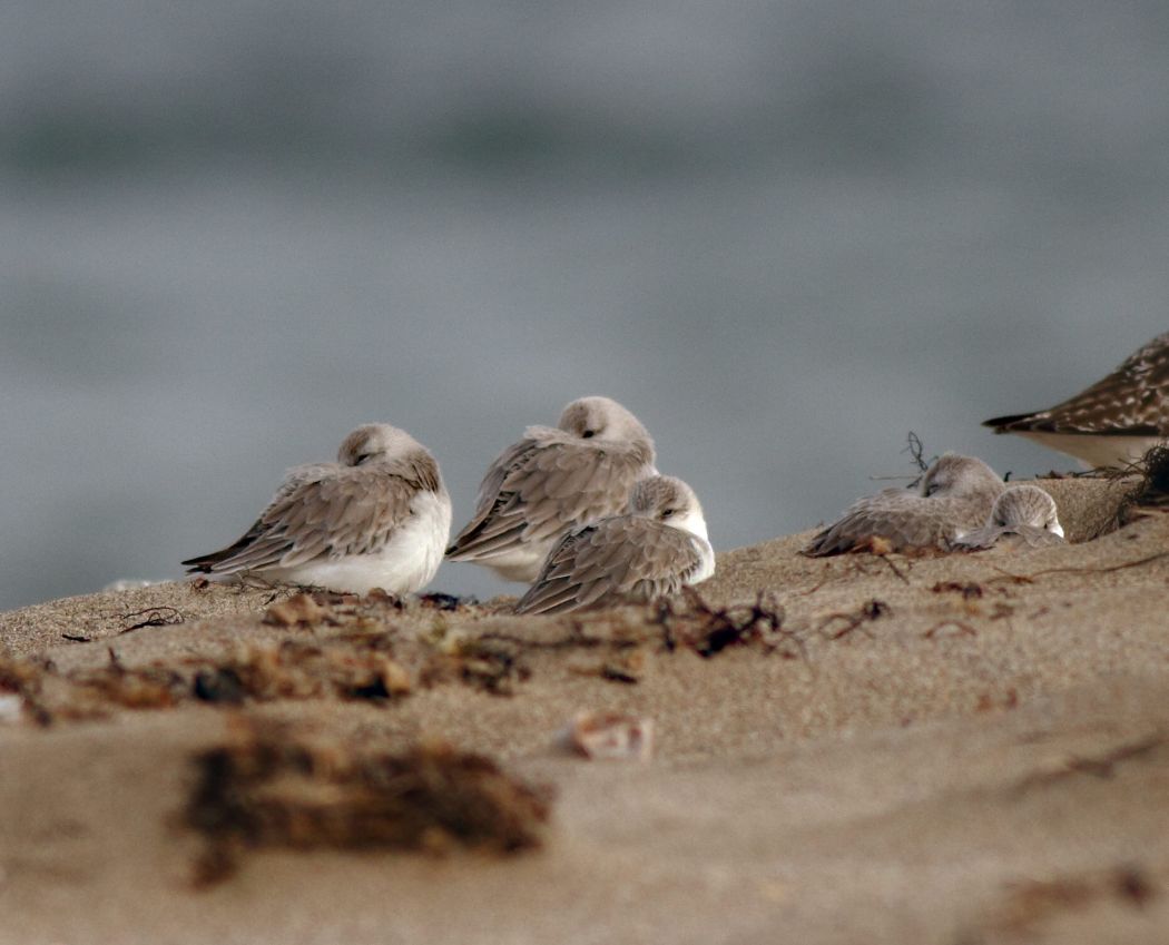 Sanderling