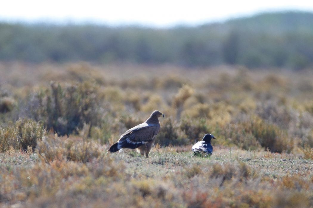 Steppe Eagle
