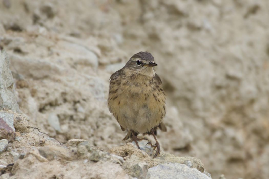 Water Pipit