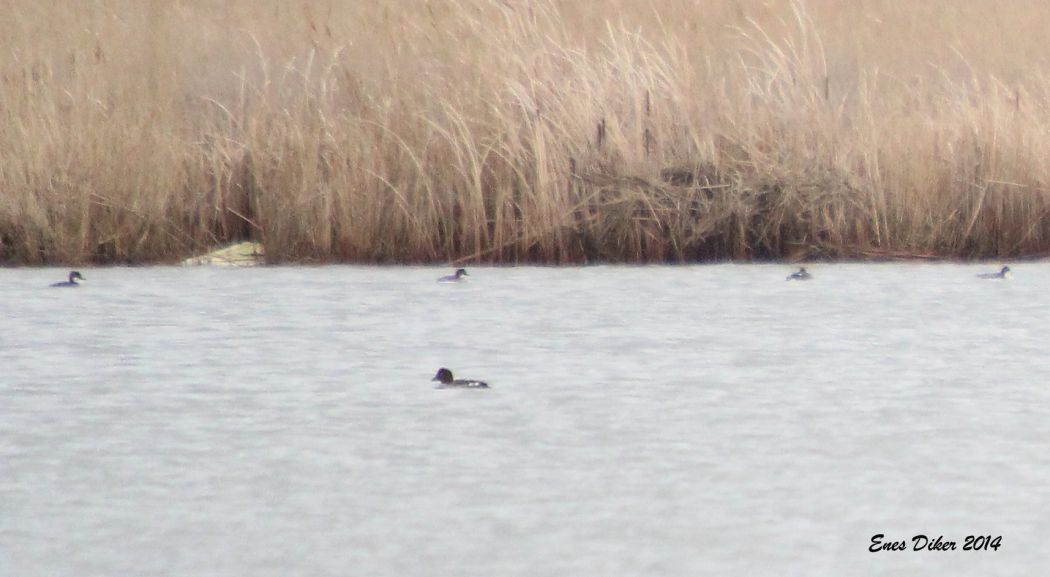 Common Goldeneye
