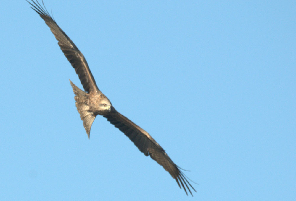 Black Kite