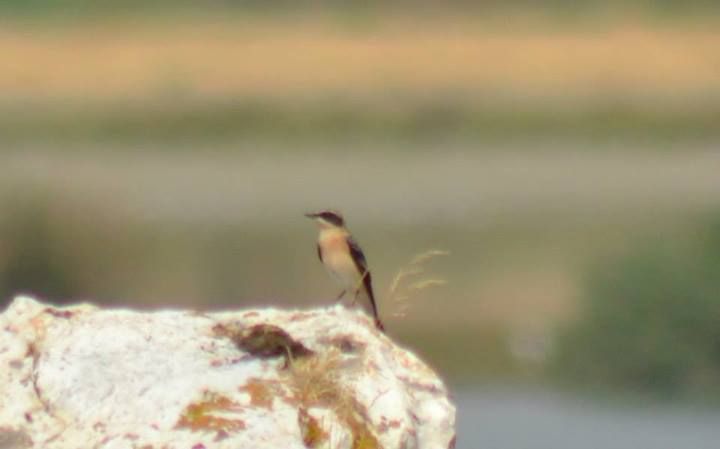 Black-eared Wheatear