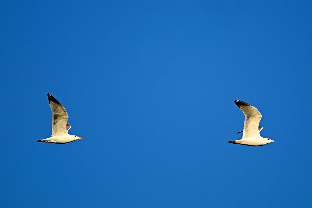 Armenian Gull