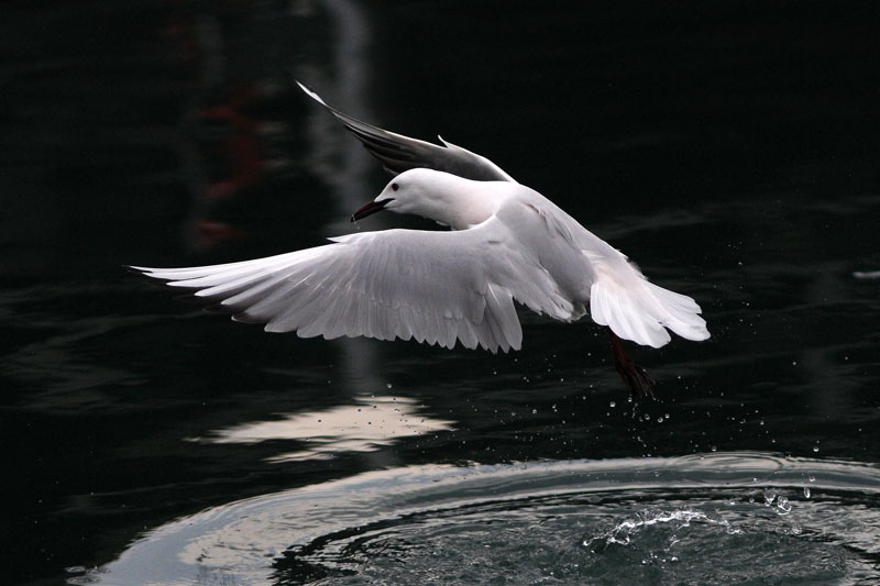 Slender-billed Gull
