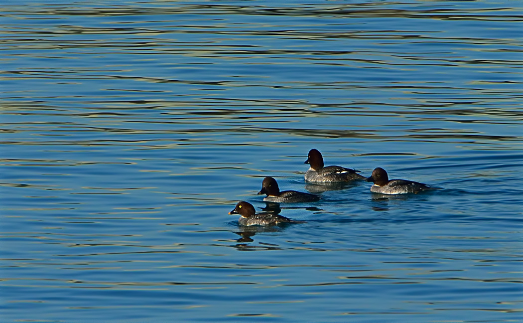Common Goldeneye