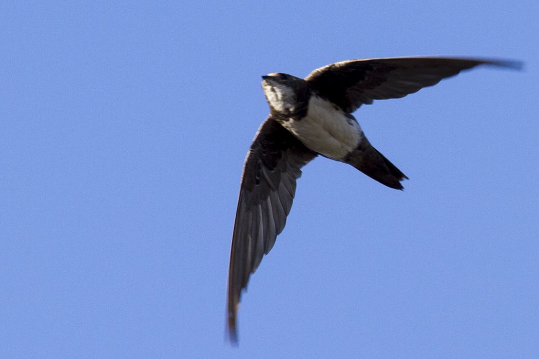 Alpine Swift