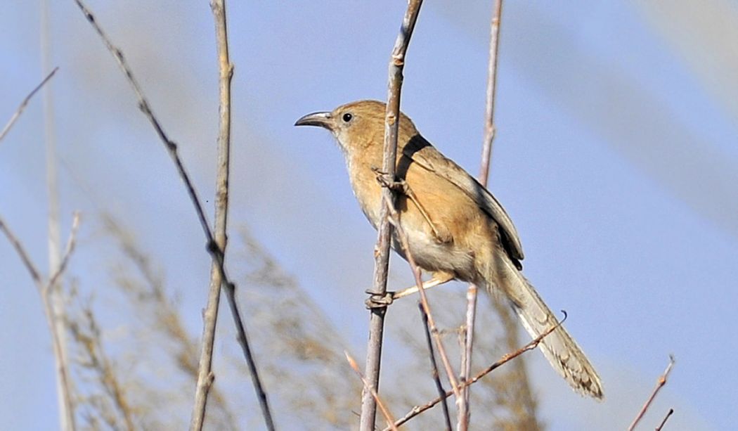 Iraq Babbler