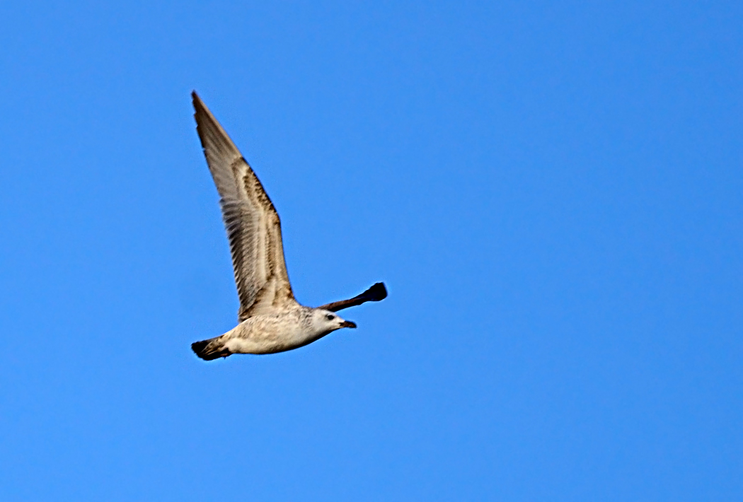Yellow-legged Gull