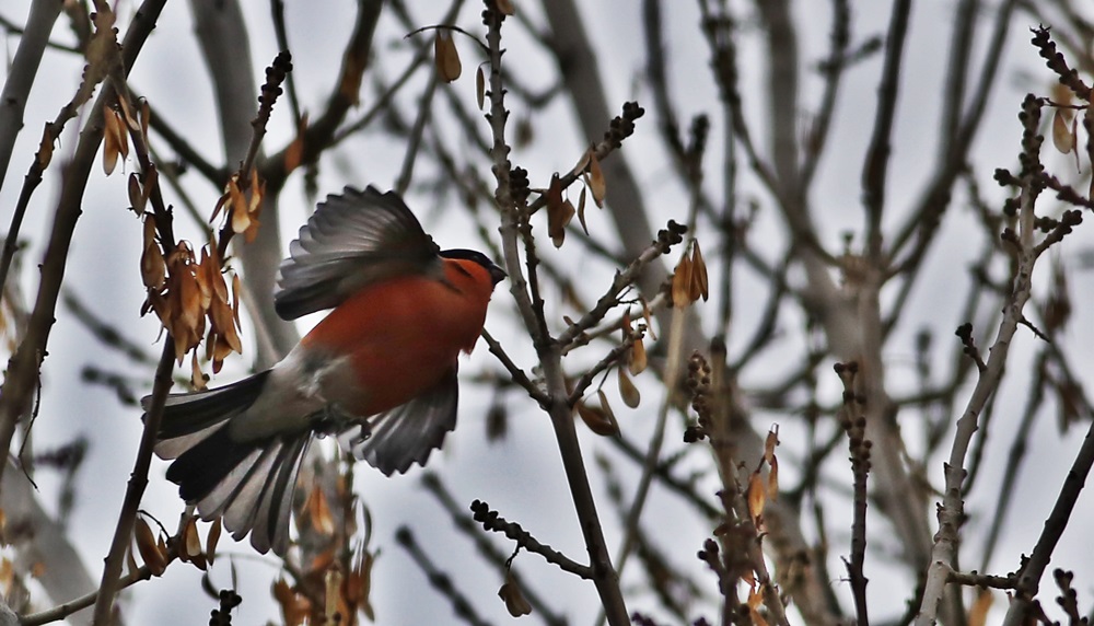 Eurasian Bullfinch