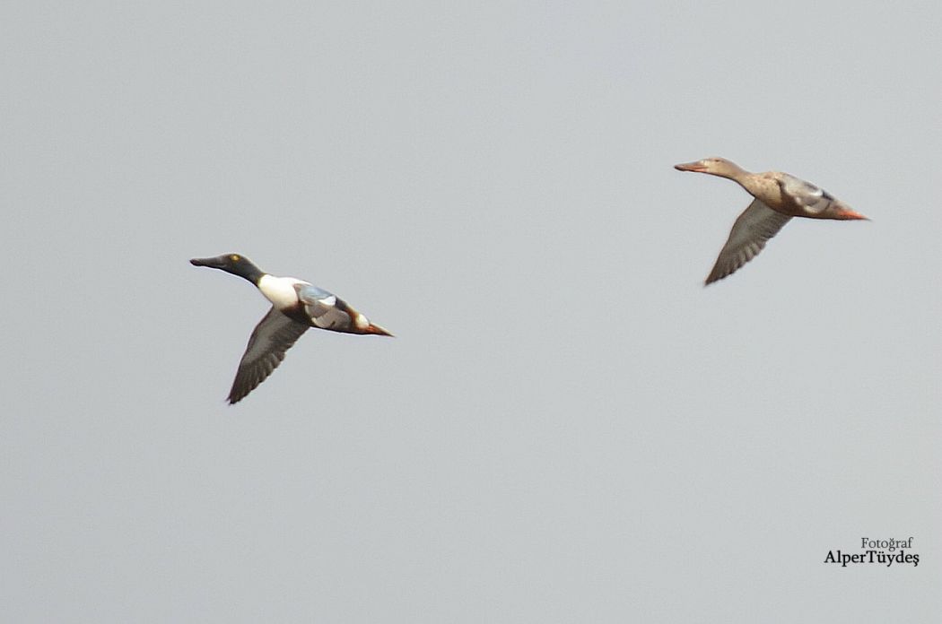 Northern Shoveler
