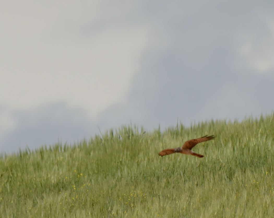 Pallid Harrier