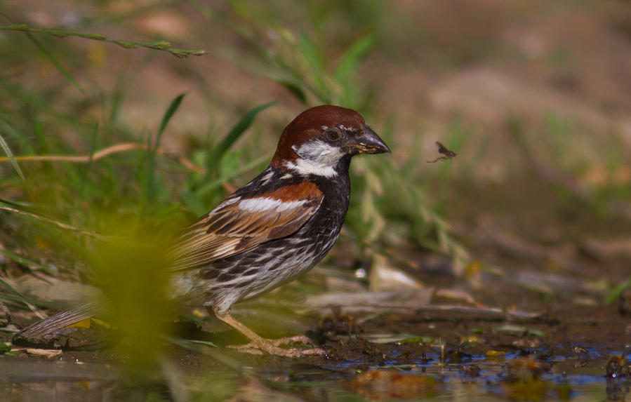 Spanish Sparrow