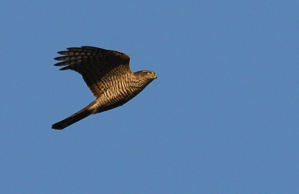 Eurasian Sparrowhawk