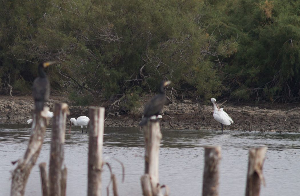 Eurasian Spoonbill