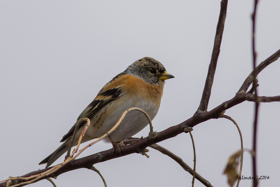 Brambling