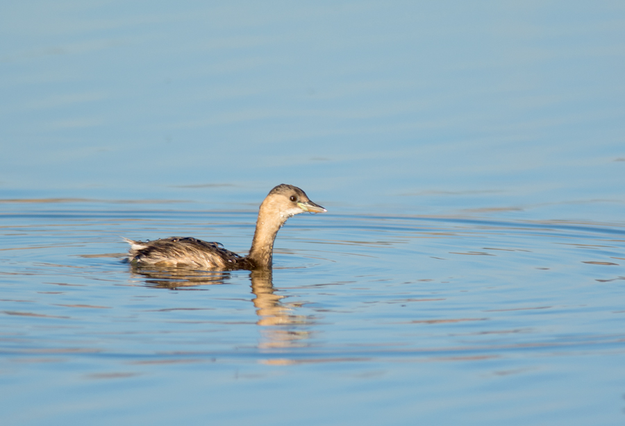 Little Grebe