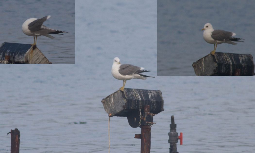 Common Gull