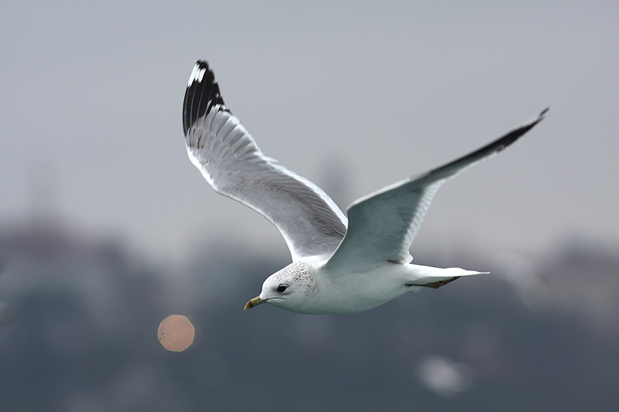Common Gull