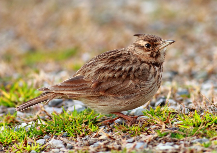 Crested Lark
