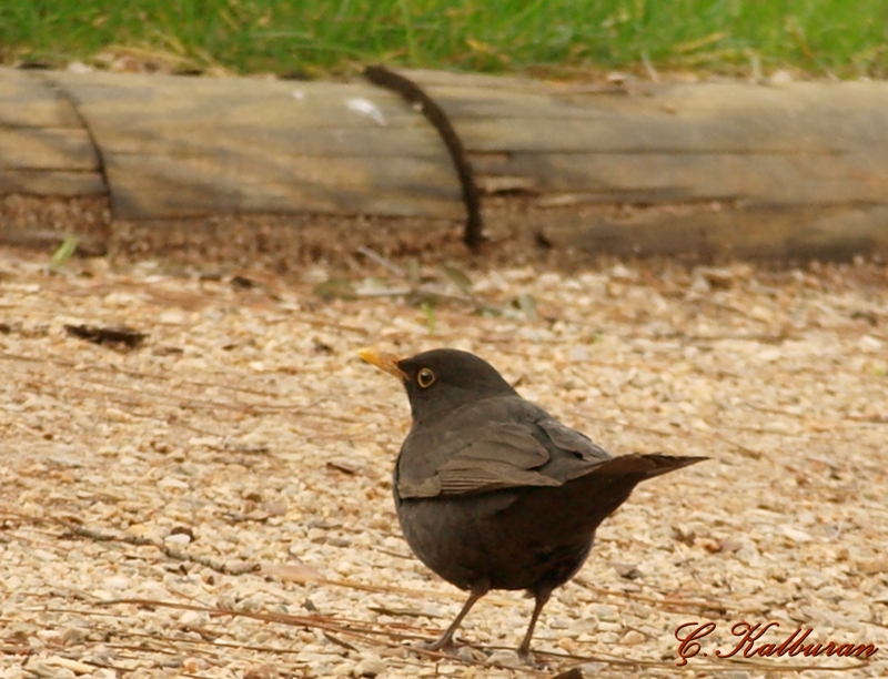 Common Blackbird