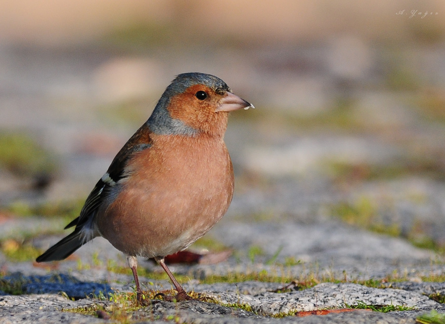 Eurasian Chaffinch