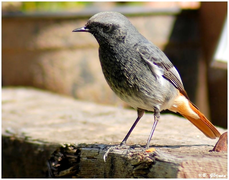 Black Redstart