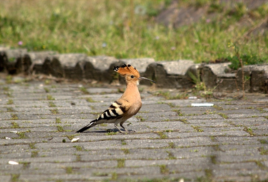 Eurasian Hoopoe