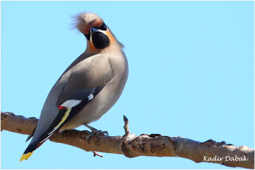 Bohemian Waxwing