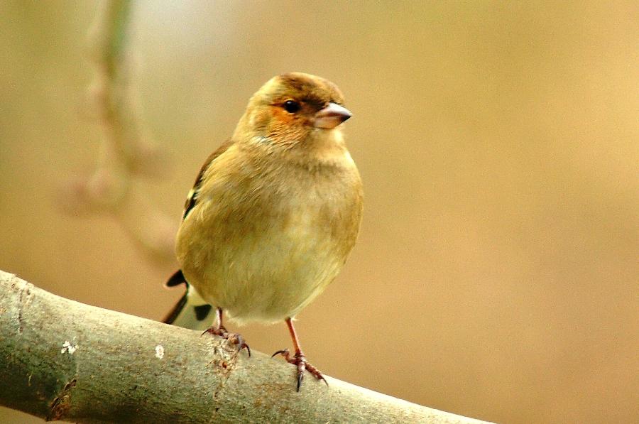 Common Chaffinch