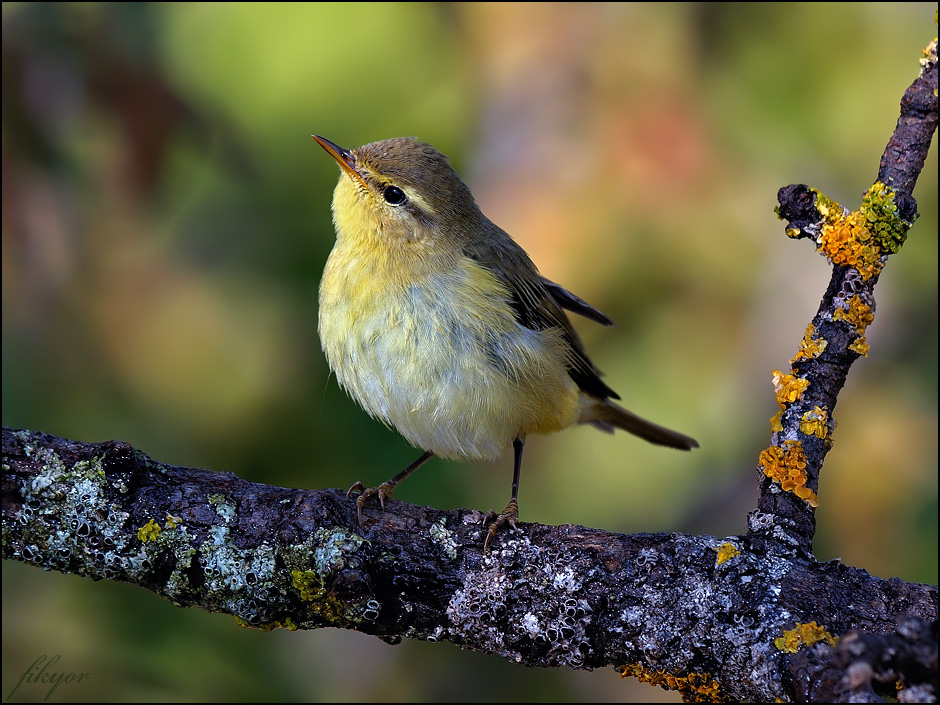 Common Chiffchaff