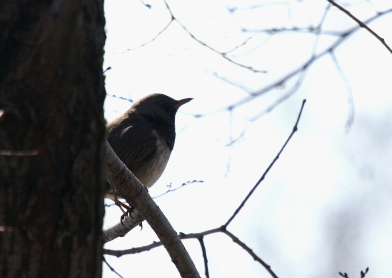 Black-throated Thrush