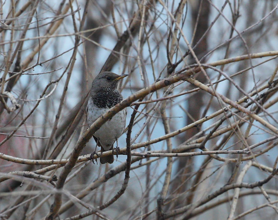 Black-throated Thrush