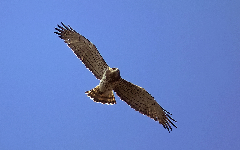 Yılan Kartalı