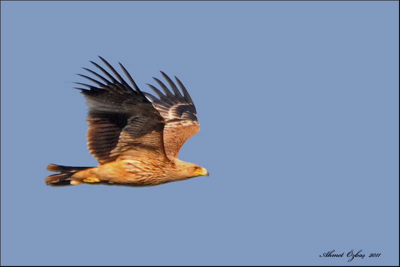Şah Kartal