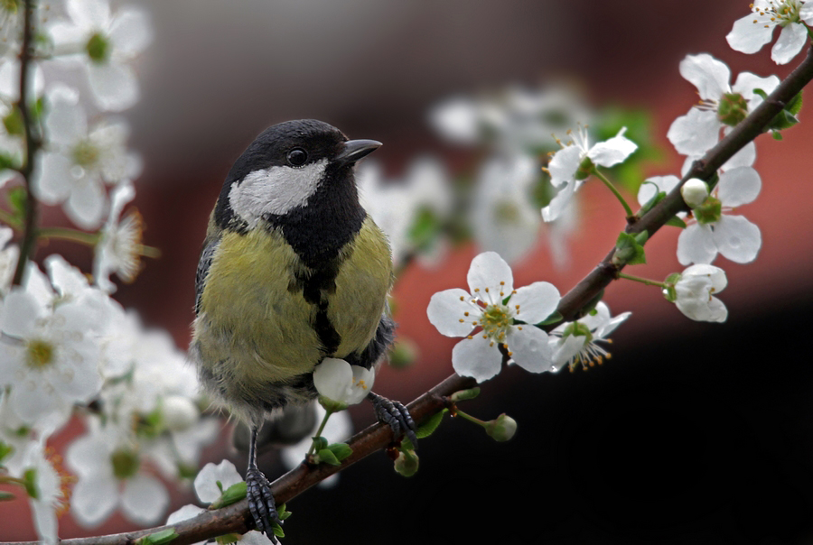 Büyük Baştankara