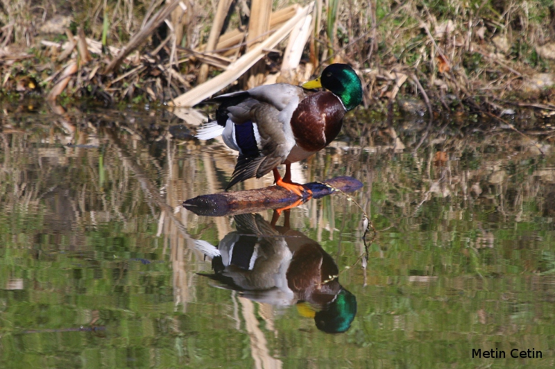 Yeşilbaş