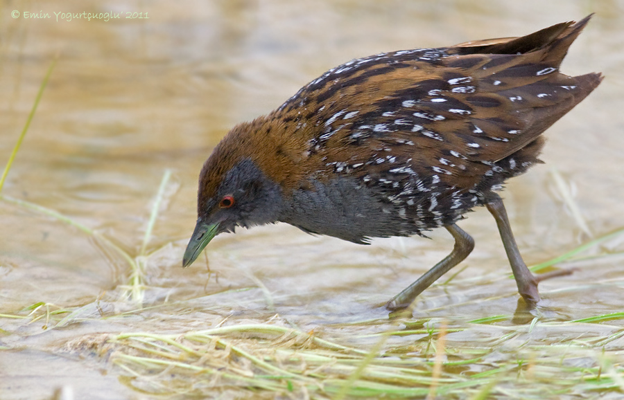 Baillon`s Crake
