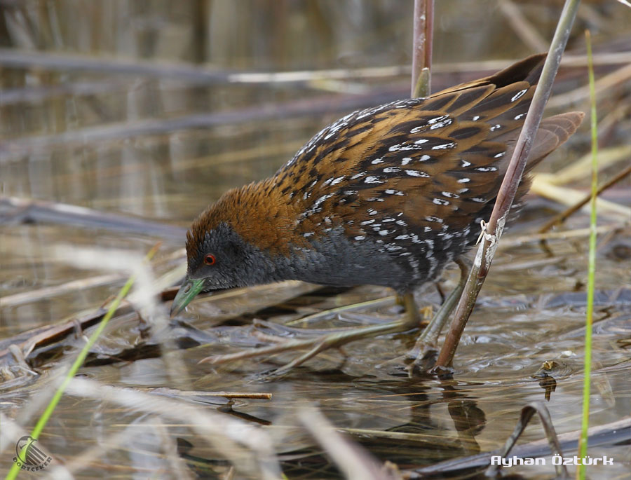 Baillon`s Crake