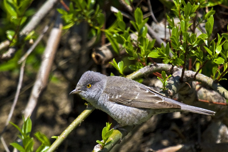 Çizgili Ötleğen
