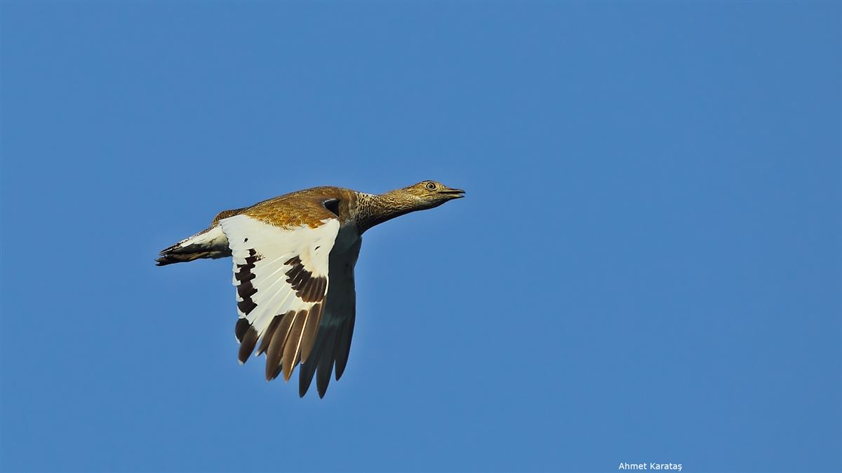 Little Bustard