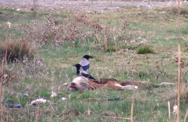 Leş Kargası