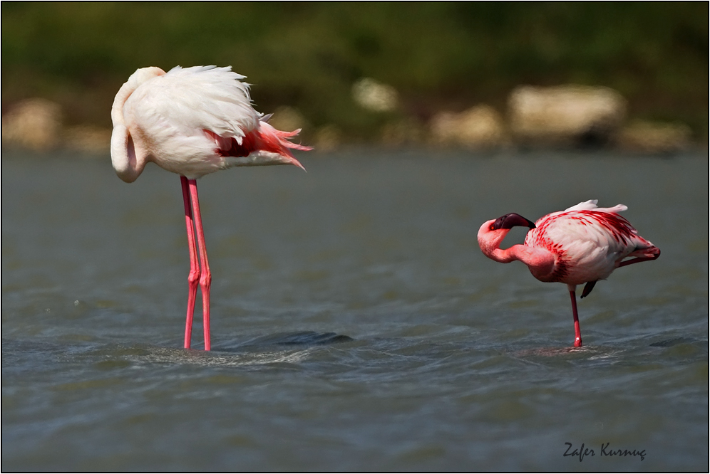 Lesser Flamingo