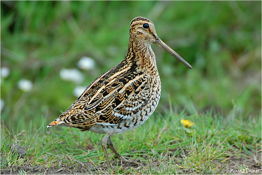 Great Snipe