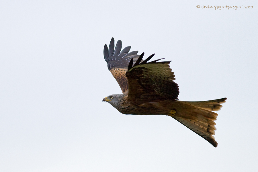 Red Kite