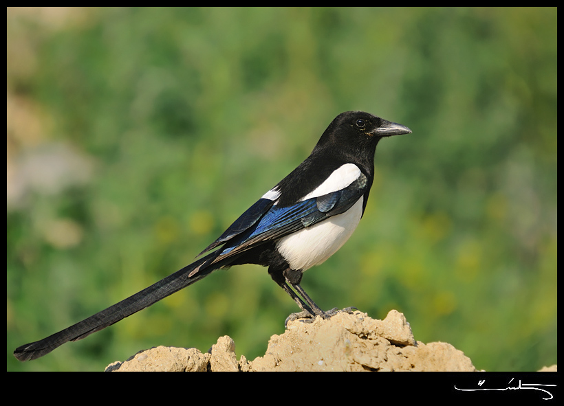 Eurasian Magpie
