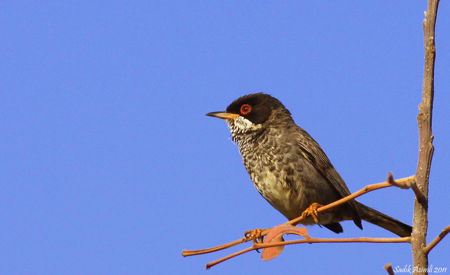 Cyprus Warbler